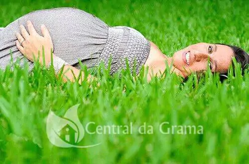 grama esmeralda para jardim com folhas lisas e macias