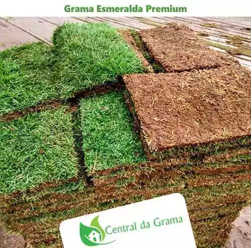grama esmeralda premium paletizada
