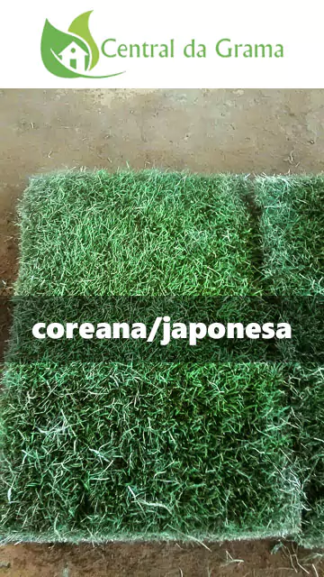 grama japonesa coreana